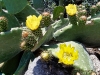 Cactus at Mykonos, Greece
