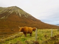 The Highland Cattle