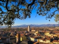 View from the Torre Guinigi, Lucca, Italy